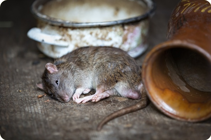 Ratten bestrijden Ratten bestrijden